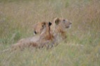 Pair of lionesses laying down a few feet from our van